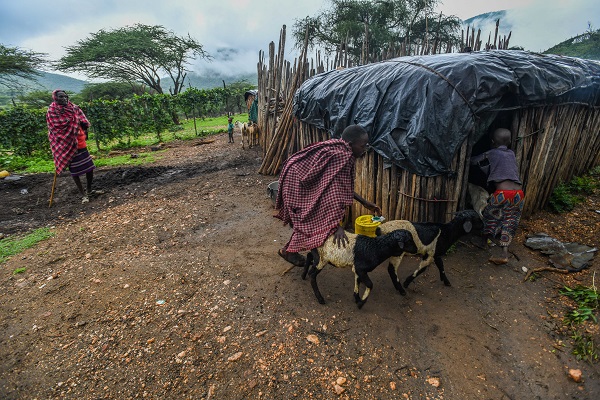 Foto - Kenya'da kabilelerin günlük hayatı