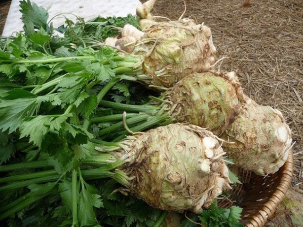 Foto - Kereviz kanseri önlüyor!