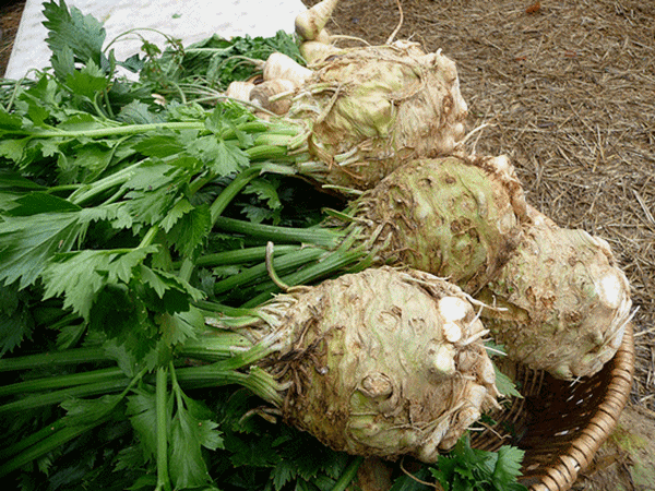 Foto - Kereviz sivilceleri azaltıyor