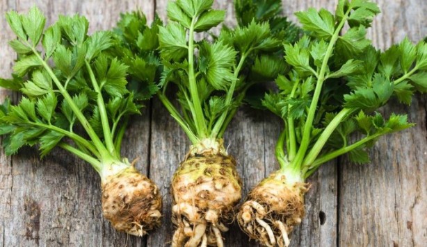 Foto - Kerevizin insan sağlığına 5 önemli faydası