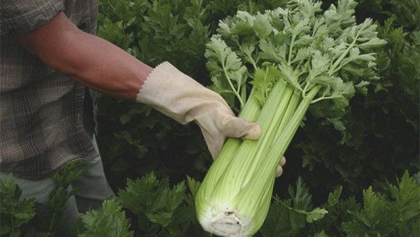 Foto - Kerevizin insan sağlığına 5 önemli faydası