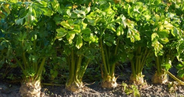 Foto - Kerevizin insan sağlığına 5 önemli faydası