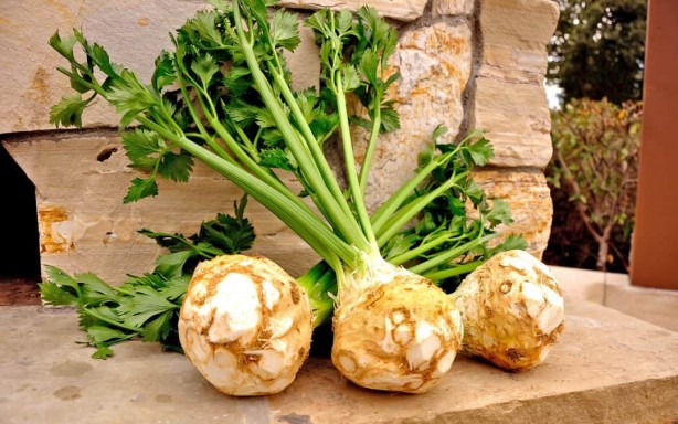 Foto - Kerevizin insan sağlığına 5 önemli faydası