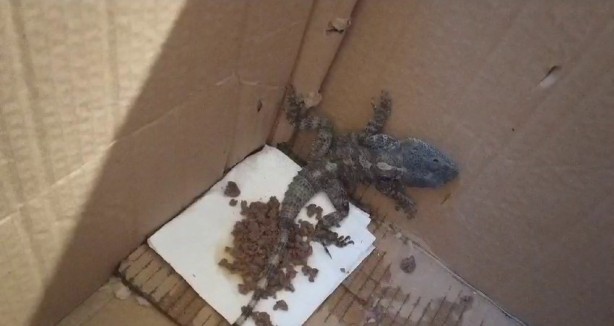 Foto - Kertenkele sandı, gerçek çok başka çıktı