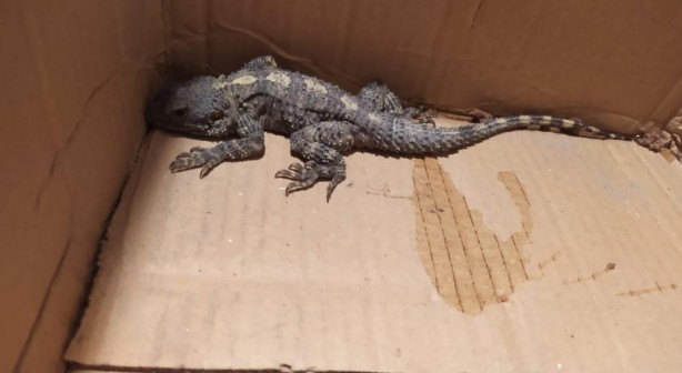 Foto - Kertenkele sandı, gerçek çok başka çıktı