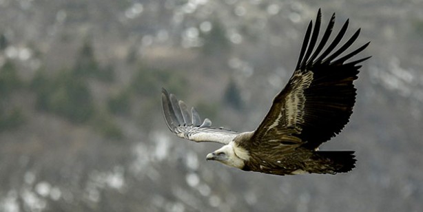 Foto - Keşfedilmeyi bekliyor! Sırbistan'ın Sancak bölgesi, doğal güzelliklere ve görülmemiş ilginç efsanelere ev sahipliği yapıyor