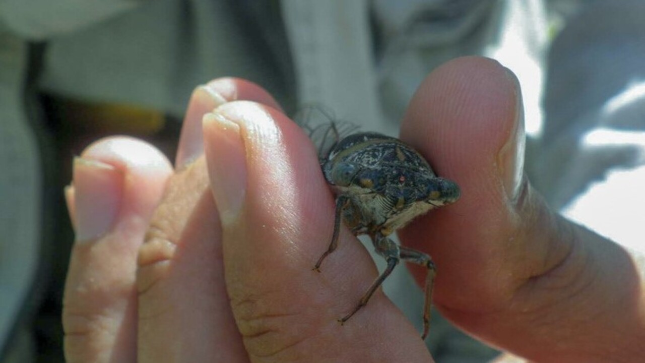 Foto - Keşfettiği böcek türüne bakın kimin ismini verdi