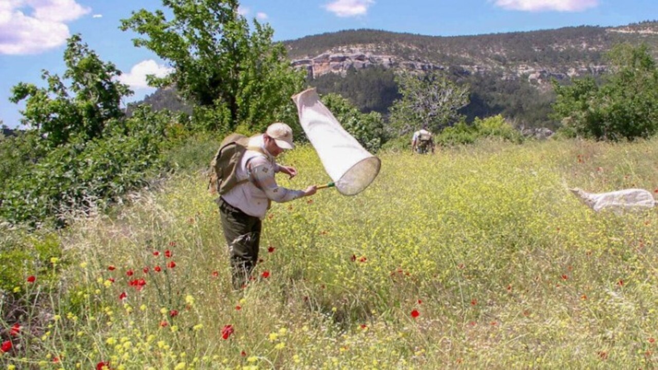 Foto - Keşfettiği böcek türüne bakın kimin ismini verdi