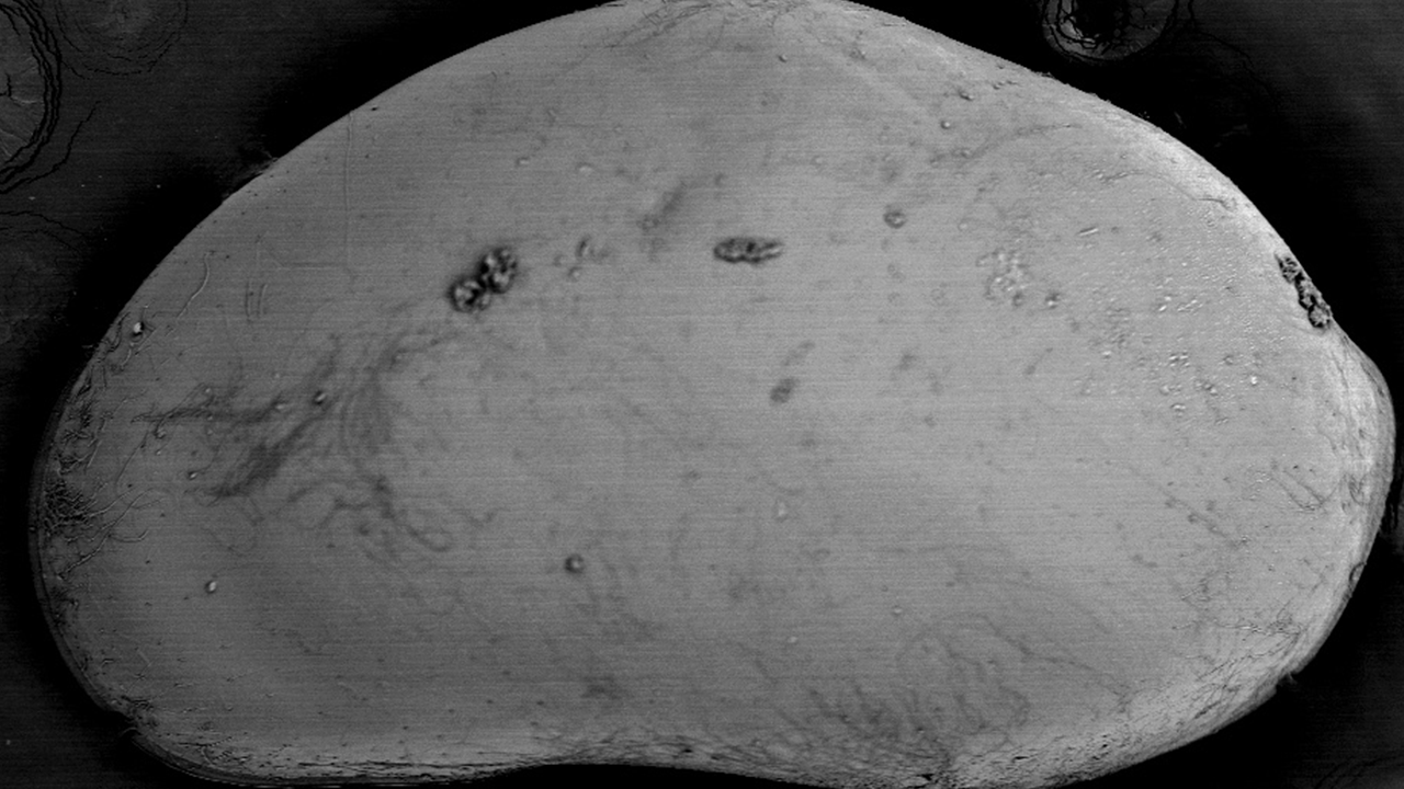 Foto - Keşfettiği canlı türüne "Rauf Denktaş" ismini verdi