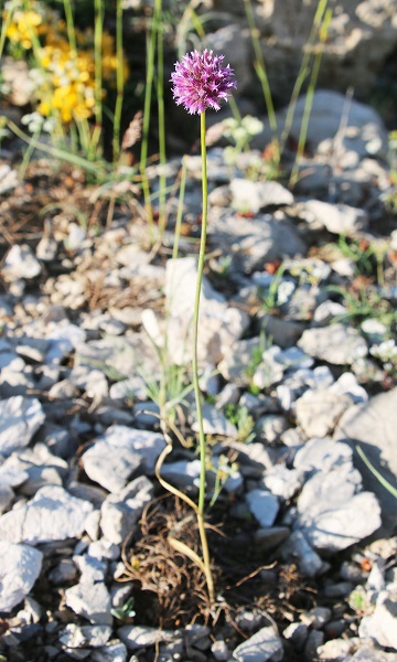 Foto - Keşfettiği yeni türe babasının adını verdi