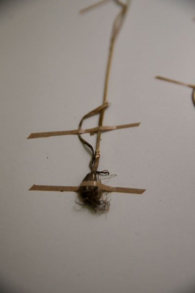 Foto - Keşfettiği yeni türe babasının adını verdi