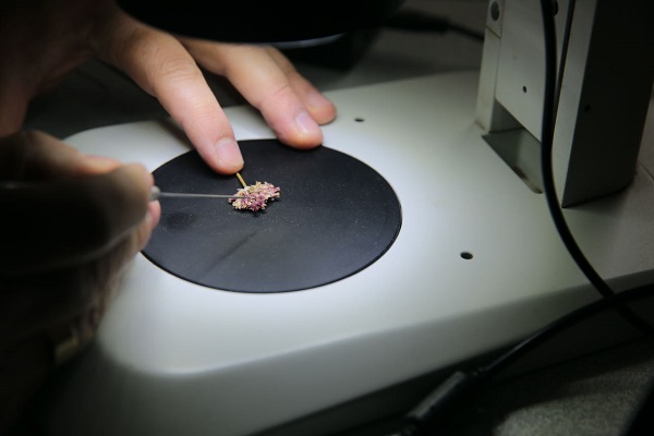 Foto - Keşfettiği yeni türe babasının adını verdi