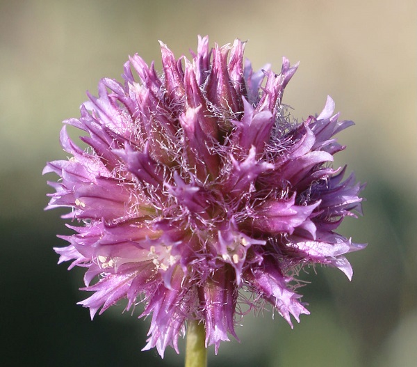 Keşfettiği yeni türe babasının adını verdi