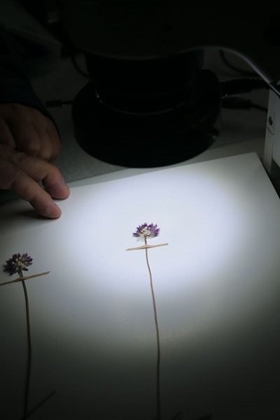 Foto - Keşfettiği yeni türe babasının adını verdi