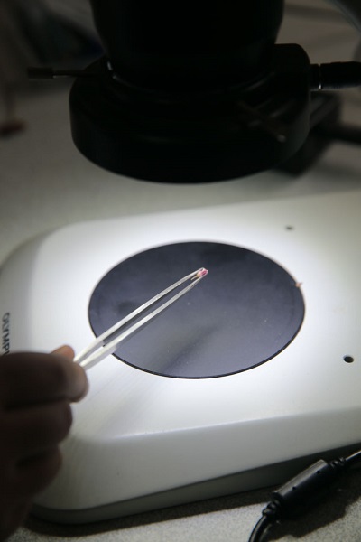 Foto - Keşfettiği yeni türe babasının adını verdi