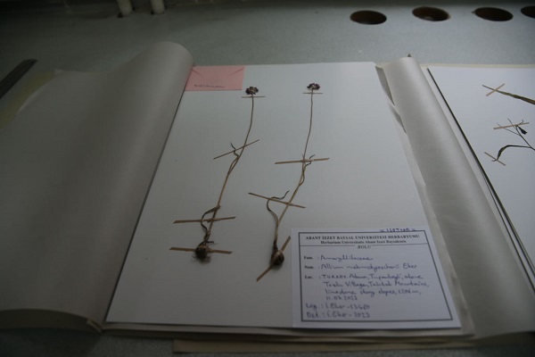 Foto - Keşfettiği yeni türe babasının adını verdi