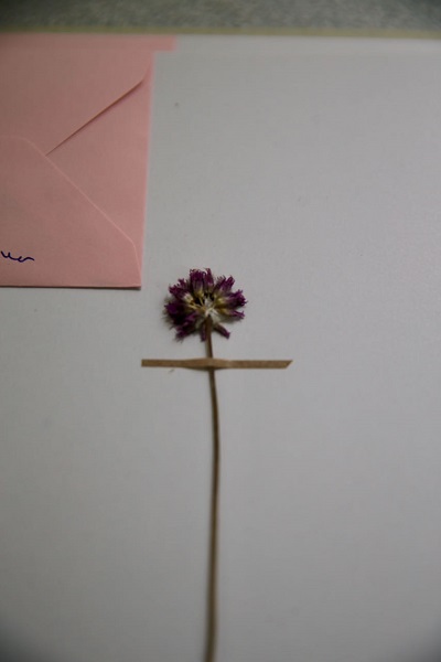 Foto - Keşfettiği yeni türe babasının adını verdi