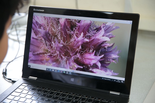 Foto - Keşfettiği yeni türe babasının adını verdi