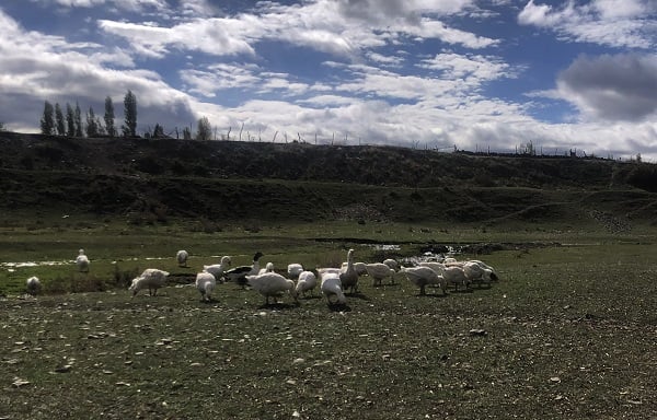 Foto - Kesim öncesi kazlar besiye böyle alındı