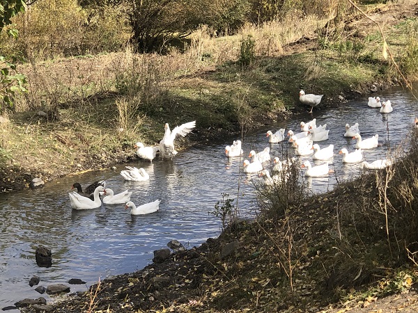 Foto - Kesim öncesi kazlar besiye böyle alındı