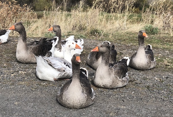 Foto - Kesim öncesi kazlar besiye böyle alındı