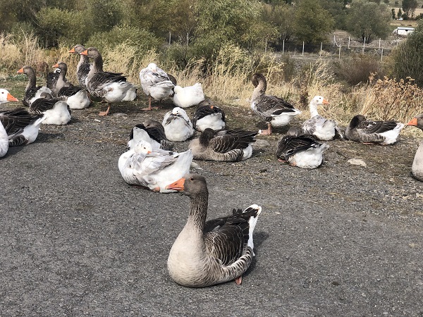 Foto - Kesim öncesi kazlar besiye böyle alındı