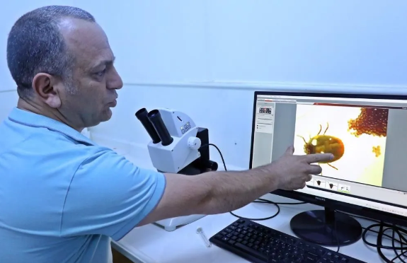 Foto - Kesinlikle dokunmayın! Vücudu uyuşturarak 1 defada 10 bin yumurta bırakabiliyor