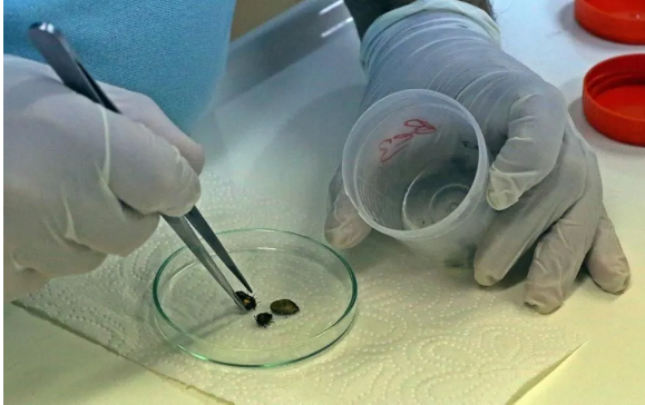 Foto - Kesinlikle dokunmayın! Vücudu uyuşturarak 1 defada 10 bin yumurta bırakabiliyor