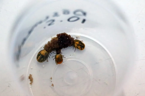 Foto - Kesinlikle dokunmayın! Vücudu uyuşturarak 1 defada 10 bin yumurta bırakabiliyor