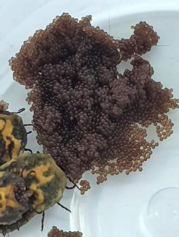 Foto - Kesinlikle dokunmayın! Vücudu uyuşturarak 1 defada 10 bin yumurta bırakabiliyor