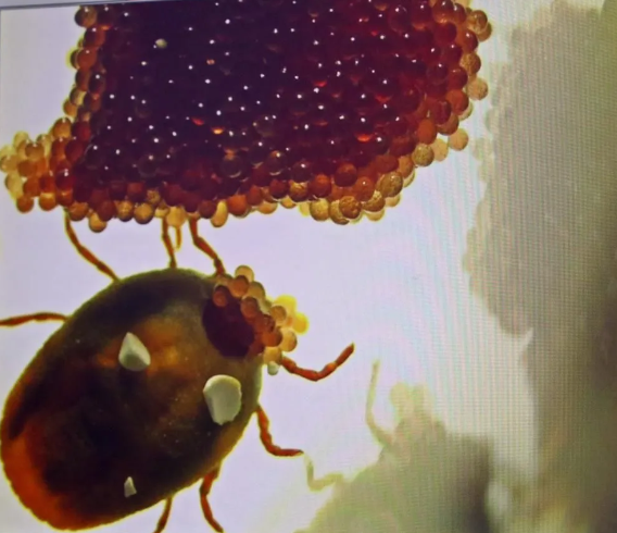 Foto - Kesinlikle dokunmayın! Vücudu uyuşturarak 1 defada 10 bin yumurta bırakabiliyor