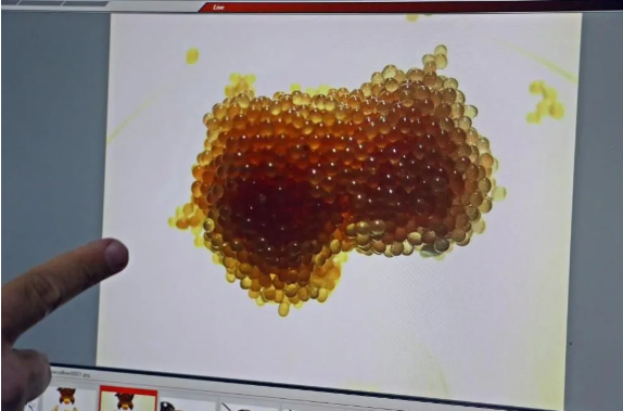 Foto - Kesinlikle dokunmayın! Vücudu uyuşturarak 1 defada 10 bin yumurta bırakabiliyor