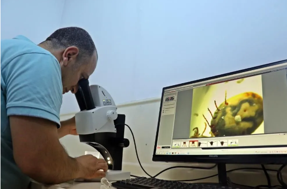 Kesinlikle dokunmayın! Vücudu uyuşturarak 1 defada 10 bin yumurta bırakabiliyor