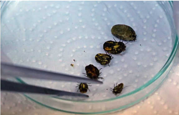 Foto - Kesinlikle dokunmayın! Vücudu uyuşturarak 1 defada 10 bin yumurta bırakabiliyor