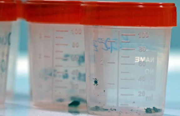 Foto - Kesinlikle dokunmayın! Vücudu uyuşturarak 1 defada 10 bin yumurta bırakabiliyor