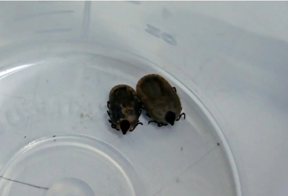 Foto - Kesinlikle dokunmayın! Vücudu uyuşturarak 1 defada 10 bin yumurta bırakabiliyor