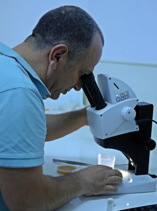 Foto - Kesinlikle dokunmayın! Vücudu uyuşturarak 1 defada 10 bin yumurta bırakabiliyor