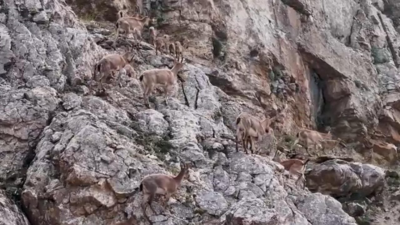 Foto - Keşiş Dağları'nın yaban keçileri... Sürü halinde böyle görüntülendi