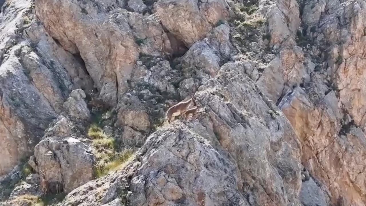 Foto - Keşiş Dağları'nın yaban keçileri... Sürü halinde böyle görüntülendi