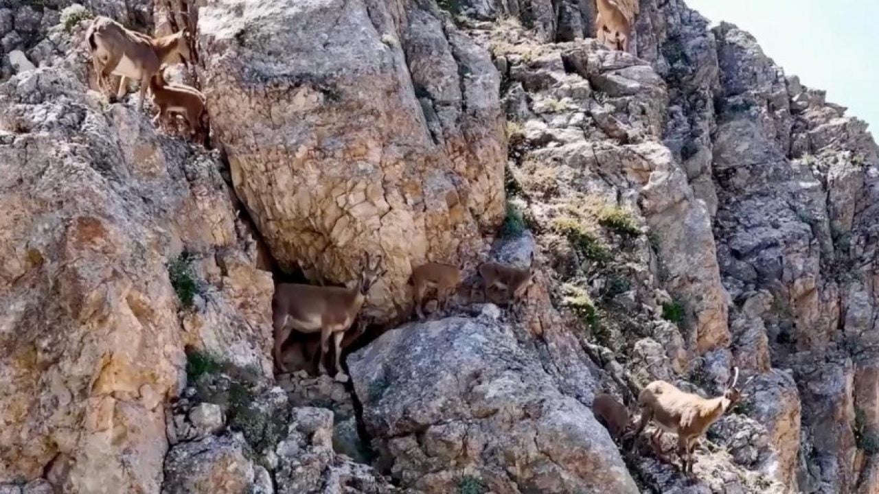 Foto - Keşiş Dağları'nın yaban keçileri... Sürü halinde böyle görüntülendi