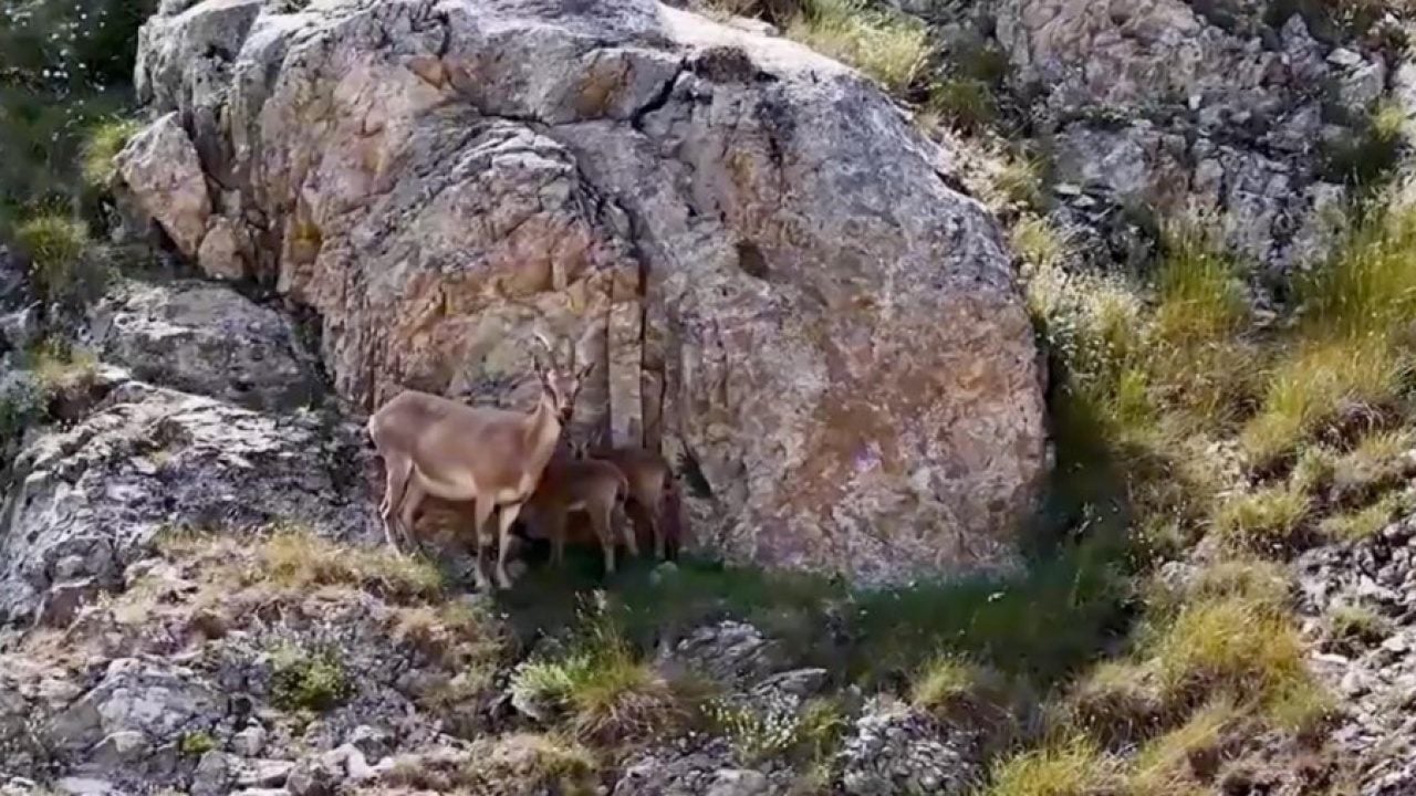 Foto - Keşiş Dağları'nın yaban keçileri... Sürü halinde böyle görüntülendi