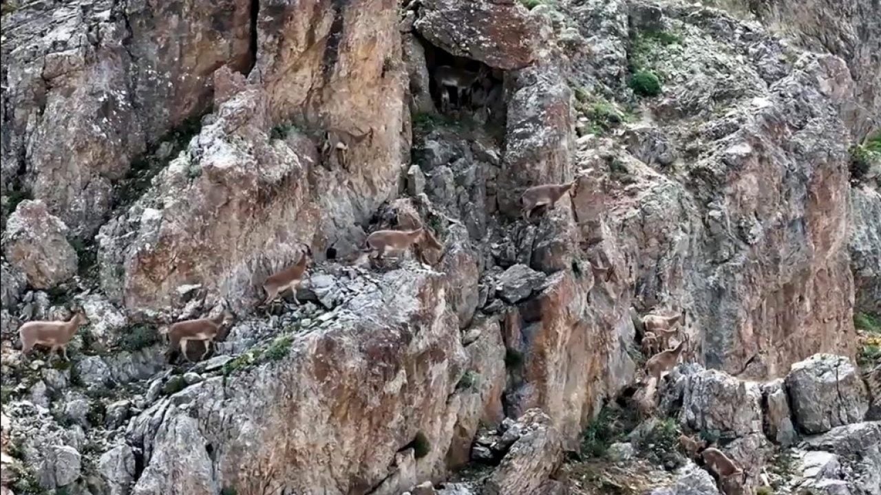 Keşiş Dağları'nın yaban keçileri... Sürü halinde böyle görüntülendi