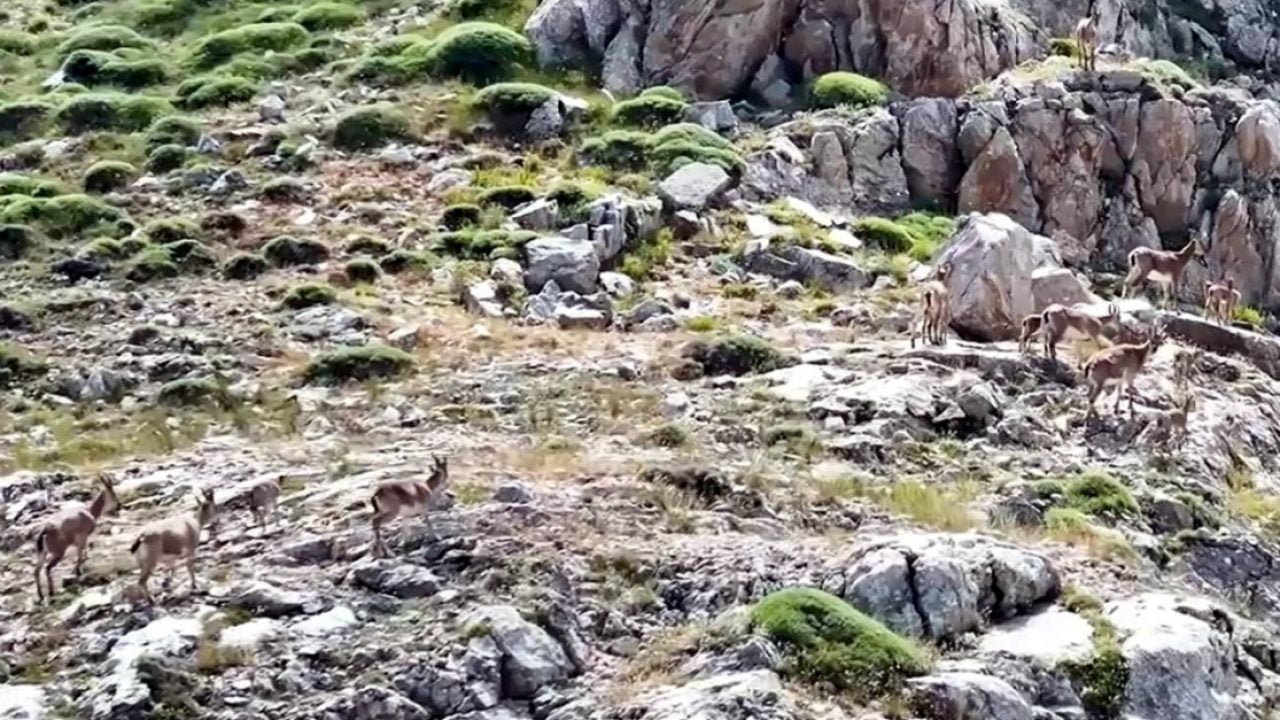 Foto - Keşiş Dağları'nın yaban keçileri... Sürü halinde böyle görüntülendi