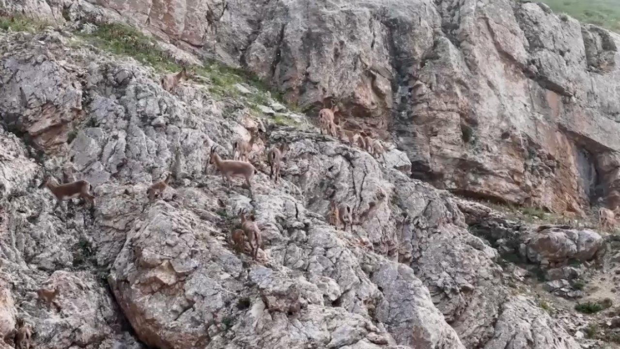 Foto - Keşiş Dağları'nın yaban keçileri... Sürü halinde böyle görüntülendi