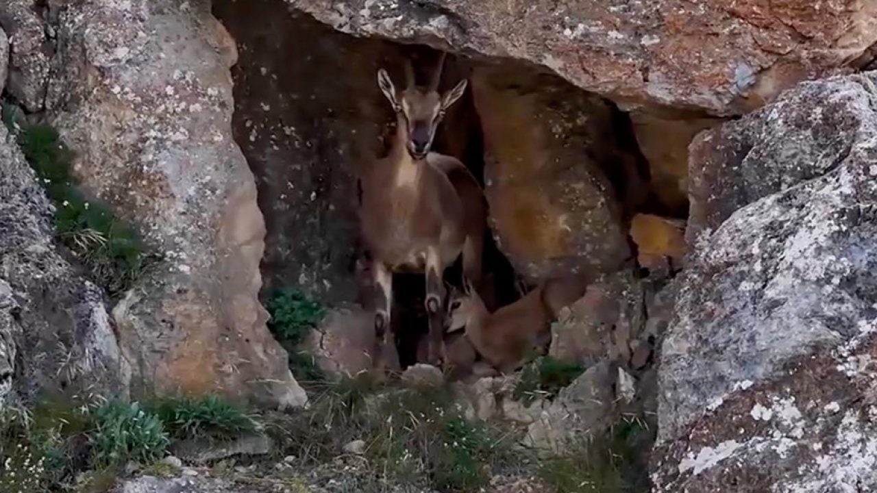 Foto - Keşiş Dağları'nın yaban keçileri... Sürü halinde böyle görüntülendi