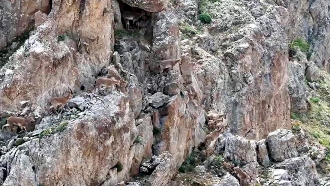 Foto - Keşiş Dağları'nın yaban keçileri... Sürü halinde böyle görüntülendi