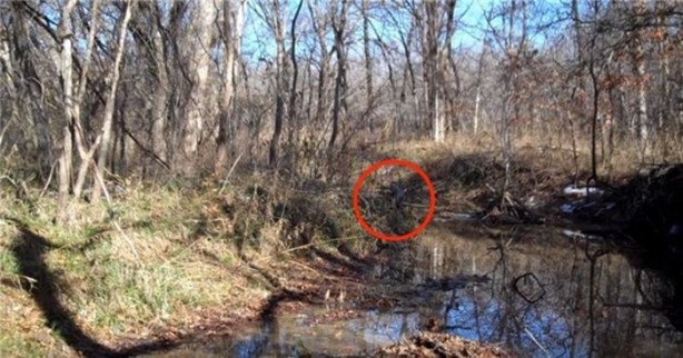 Foto - Keskin nişancıyı görebildiniz mi?