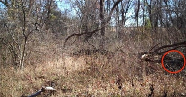 Foto - Keskin nişancıyı görebildiniz mi?