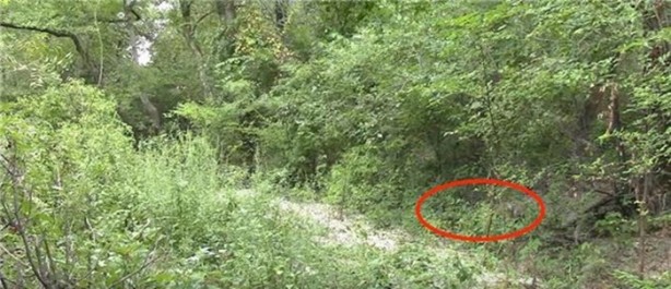 Foto - Keskin nişancıyı görebildiniz mi?