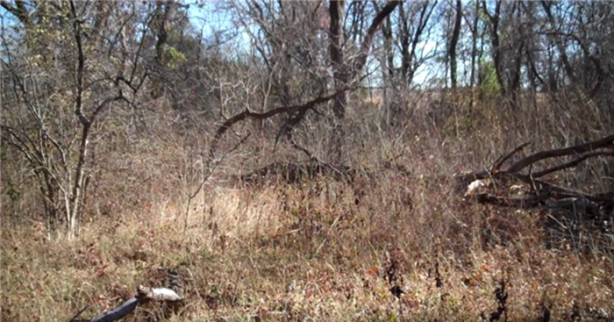 Foto - Keskin nişancıyı görebildiniz mi?